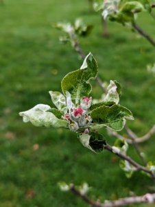 Apple blossoms range from white to dark pink. And In late spring, after the blossoms are pollinated, the petals drop off and small apples begin to form.