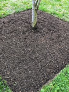 It's a good idea to mulch around trees in spring as soon as the ground is workable. Mulch reduces weeds, conserves moisture, and improves the soil, which helps the trees stay healthy.