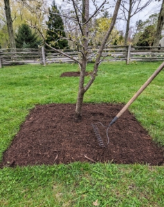 He uses a hard rake to make it tidy and creates a slight mound for good drainage away from the tree. Keep in mind, these tree pits do not need a lot of mulch – just about two or three inches deep. Too much mulch will suffocate and kill the tree. And always remember, “bare to the flare”, which means nothing should ever be above the tree’s flare – the point where the tree stops widening at the bottom.