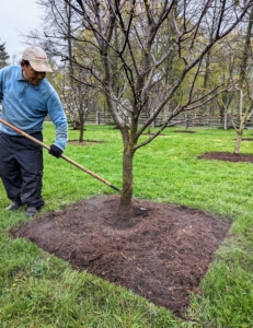 Phurba makes sure each pit is evenly covered. The edge helps to keep the mulch inside the pit when it rains. And notice, there is also a bare circle around the tree trunk to make sure the mulch does not keep the tree from aerating properly.
