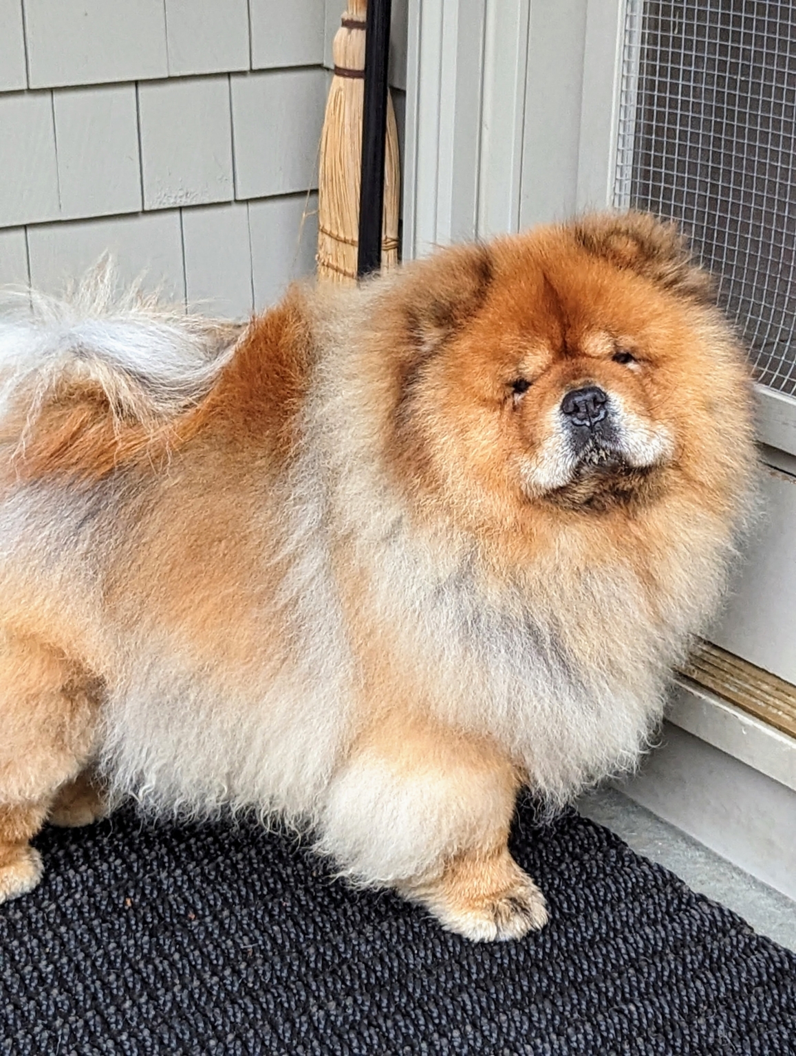 My Chow Chows and French Bulldogs Playing - The Martha Stewart Blog