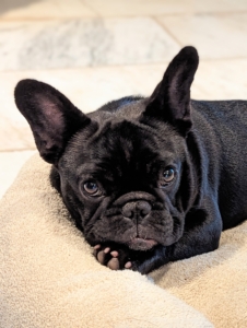 Despite a sad expression, the French Bulldog is comical, entertaining, and very amiable. Luna Moona and all my dogs are so loved here at the farm. Enjoy the weekend with your furred friends.