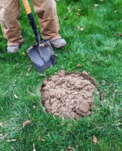 Last week, my crew planted several young Magnolia trees. They were strategically placed before getting planted. Magnolias have wide, shallow root systems, so they need lots of room to grow. To prevent any confusion, the sod was removed from the exact planting location before the pot was moved and the hole was dug.