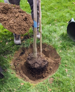 Once the tree is properly positioned, the hole is backfilled. “Bare to the flare” is the general saying when planting trees – the top of the root flare should always be above ground.