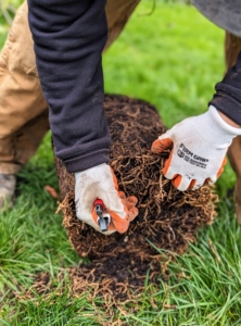 As with every tree planted, once it is removed from its pot, the roots are scarified. Scarifying stimulates root growth. Essentially, intentional cuts are made to loosen the roots and create beneficial injuries.