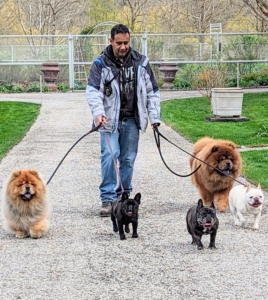 It is so important to provide dogs with ample exercise to keep them physically and mentally fit. I make sure my dogs get good long walks, and lots of time to play with each other outdoors. Here they are walking back to my house with their Uncle Carlos "dos."