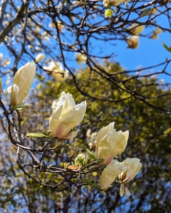 Magnolias come in a vast array of cultivars and species that can grow successfully in most gardens. Eight Magnolia species are native to the United States. Many others are native to Asia. And most Magnolias do best when planted in full sun or partial shade.