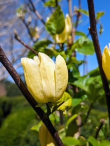 This is Magnolia 'Yellow Bird' has bright canary yellow three-and-a-half- inch flowers that emerge with the foliage later in spring after the danger of frosts. This one is starting to bloom now.