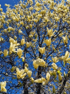 These creamy yellow magnolias are outside my Summer House - also putting on a beautiful floral display this week.