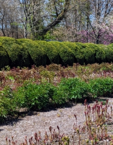 These herbaceous peonies are all surrounded by a hedge of rounded boxwood shrubs, making it a focal point on the property and in the overall landscape here at my farm.