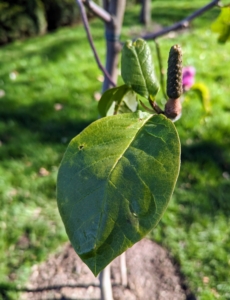 Magnolia tree leaves vary from shiny or waxy to soft, green, and saucer-shaped.