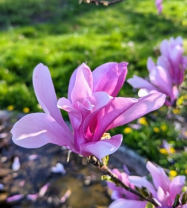I have several pink, white, and creamy yellow Magnolias. Magnolias produce impressive flowers that range from three to 12-inches in diameter. Some species of Magnolia flowers are also protogynous, meaning they appear with or before the tree’s leaves.
