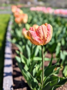 Most tulip plants range between six to 24-inches tall. Taller ones should be shielded from any winds, so they don't topple over.