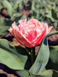 Tulip bulbs should be planted in full sun to partial shade. Too much shade will diminish blooming in spring.
