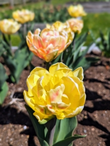 ‘Foxy Foxtrot’ is a double tulip with shades of apricot, yellow, and hints of rose orange.