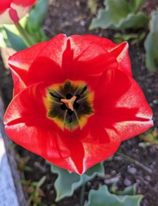 The inside is so geometric. Like many spring bulbs, tulips contain alkaloid compounds that are moderately toxic to pets as well as humans. The bulbs contain the highest concentration of toxins, but trace amounts are also found in the tulip flowers and leaves.