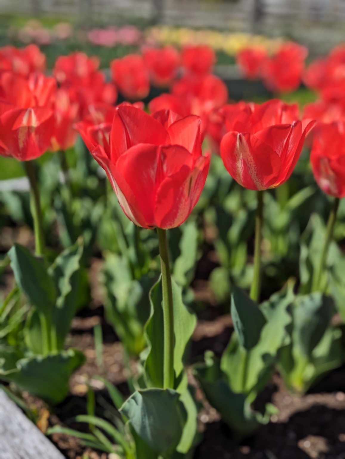 Lush Martha Stewart Tulip Bulbs Image in 4K Lush Martha Stewart Tulip Bulbs Image in 4K