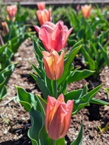 Tulip 'Sanne' has impressive, elegantly tapered flowers that open deep rose-pink and creamy-pink edges. As it matures, it turns lilac-pink with pink-ivory edges.