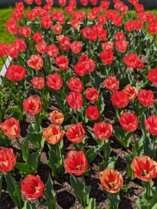 Tulips are stunning when planted en masse. Tulip 'Spryng Break' starts with dark pink-red blooms, but then changes ever so slightly as the white turns creamy yellow over time.