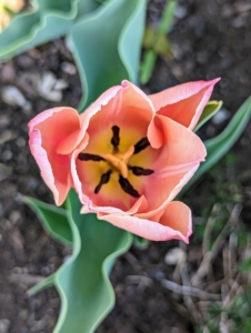 There are currently more than 3000 registered tulip varieties, which are divided into at least 15-groups, mostly based on the flower type, size, and blooming period.