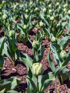 By planting varieties with different bloom times, one can have tulips blooming from early to late spring. These should open within the next week - I'll be sure to share more photos, stay tuned.