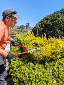 Trimming is mostly done with hand shears to give them a more clean and manicured appearance. Phurba starts from the top of the shrub and works his way down. He is using Okatsune 30-inch long Hedge Shears. Okatsune shears are light and precise, and come in a range of sizes.