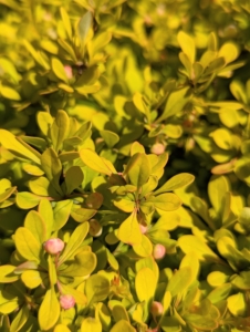 Golden barberry, Berberis thunbergii, is a deciduous shrub that is compact, adaptable, very hardy and shows off striking small, golden yellow oblong leaves.