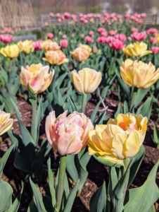 Tulips need well-drained soil. Sandy soil amended with some organic matter is perfect. They also prefer a slightly acidic soil pH of 6.0 to 6.5. I am fortunate to have such great soil here at the farm.