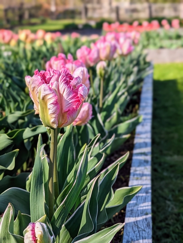 Tulips Blooming in the Garden - The Martha Stewart Blog