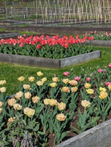 Tulips have been hybridized in just about every color except blue. Most tulips have one flower per stem, but there are some multi-flowered varieties.