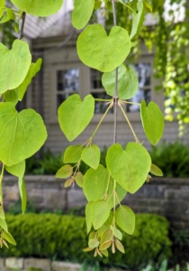 The leaves are heart-shaped blue-green.