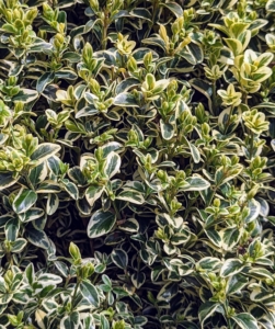 This is a variegated boxwood shrub, meaning its leaves are edged or patterned in a second color - white.