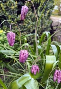 There is also spring-blooming fritillaria. Commonly known as Guinea Hen Flower, Checkered Lily or Snake’s Head Fritillary, Fritillaria meleagris is an heirloom species dating back to 1575. It has pendant, bell-shaped, checkered and veined flowers that are either maroon or ivory-white with grass-like foliage on slender stems.