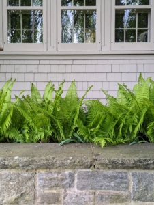 Here, under my servery windows - a lovely collection of ferns.