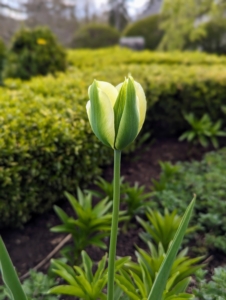 Here is a bright creamy light yellow tulip just about to open.