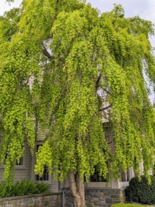 Also showing beautiful spring growth is this large weeping katsura tree outside my window. The katsura tree, native to Japan, makes an excellent specimen or shade tree. The weeping katsura, Cercidiphyllum japonicum f. pendulum, has pendulous branches that fan out from the crown and sweep the ground.