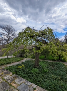 This is one of two weeping camperdown elms, Ulmus glabra 'Camperdownii.' Camperdown elms slowly develop broad, flat heads and wide crowns with weeping branch habits that grow down towards the ground. This is how it looks in spring.