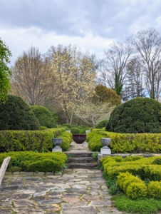 Along the side of my Winter House overlooking the farm, I have a large stone terrace with formal hedged gardens. For the upper terrace, I have contrasting evergreen shrubs – boxwood, and golden barberry.