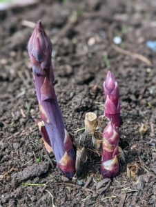 'Purple Passion' asparagus is nuttier, sweeter, and more tender than other green varieties because it has about 20-percent more sugar in its stalks. While the stalks are purple on the outside, the inside is the same as a green spear.