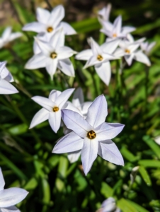 Ipheion uniflorum, commonly called spring starflower, is native to Argentina and Uruguay and features grass-like foliage and solitary star-shaped flowers on six-inch tall stems. Flowers range in color from almost white to violet blue. Flowers have a mild spicy fragrance, and when bruised the foliage emits an oniony aroma.
