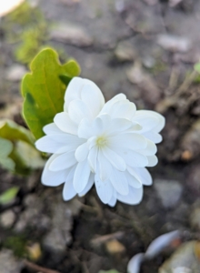 These double flowers of bloodroot are brilliant white atop single stems.