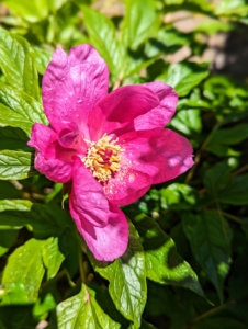 And here is one of the first peonies to bloom. Tree peonies are larger, woody relatives of the common herbaceous peony, growing up to five feet wide and tall in about 10-years. They are highly prized for the prolific blooms.