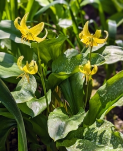 This trout lily is ‘Pagoda Dogtooth.’ It produces up to 10 clustered, 12-inch arching stems that bear yellow, nodding flowers with reflexed petals.