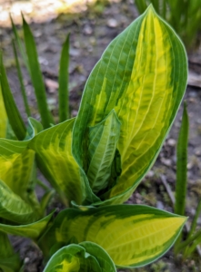 And here is another hosta with shades of dark and light green.