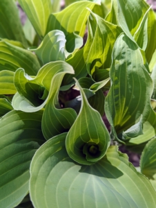 These hostas are so healthy. Hosta is a genus of plants commonly known as hostas, plantain lilies, and occasionally by the Japanese name, giboshi. They are native to northeast Asia and include hundreds of different cultivars.