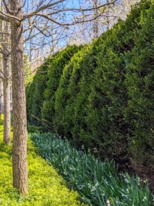 Most of the garden is surrounded by a tall American boxwood hedge. And because the Summer House faces a rather busy intersection, the wall of boxwood provides a good deal of privacy.