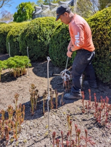 Phurba starts by inserting a stake every four-feet around the perimeter and down the center of each row. My peony garden is planted with 11 double rows of 22 herbaceous peony plants, 44 in each row of the same variety. Because there are so many rows, Phurba works to position the stakes…