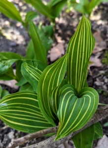 This is the interesting foliage of the variegated Lily of the Valley. It is delicately striped in a creamy white that lightens shady gardens all season. The charming and richly fragrant plants have many bell-shaped flowers in late spring.