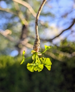 And all the ginkgo trees are just beginning to show leaves. The leaves are unusually fan-shaped, up to three-inches long, with a petiole that is also up to three-inches long. This shape and the elongated petiole cause the foliage to flutter in the slightest breeze. Ginkgo leaves grow and deepen in color during summer, then turn a brilliant yellow in autumn.