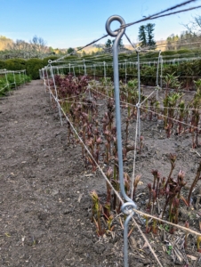 Twine is also secured around the entire row through the top and bottom stakes to hold all those heavy blooms at the edge.
